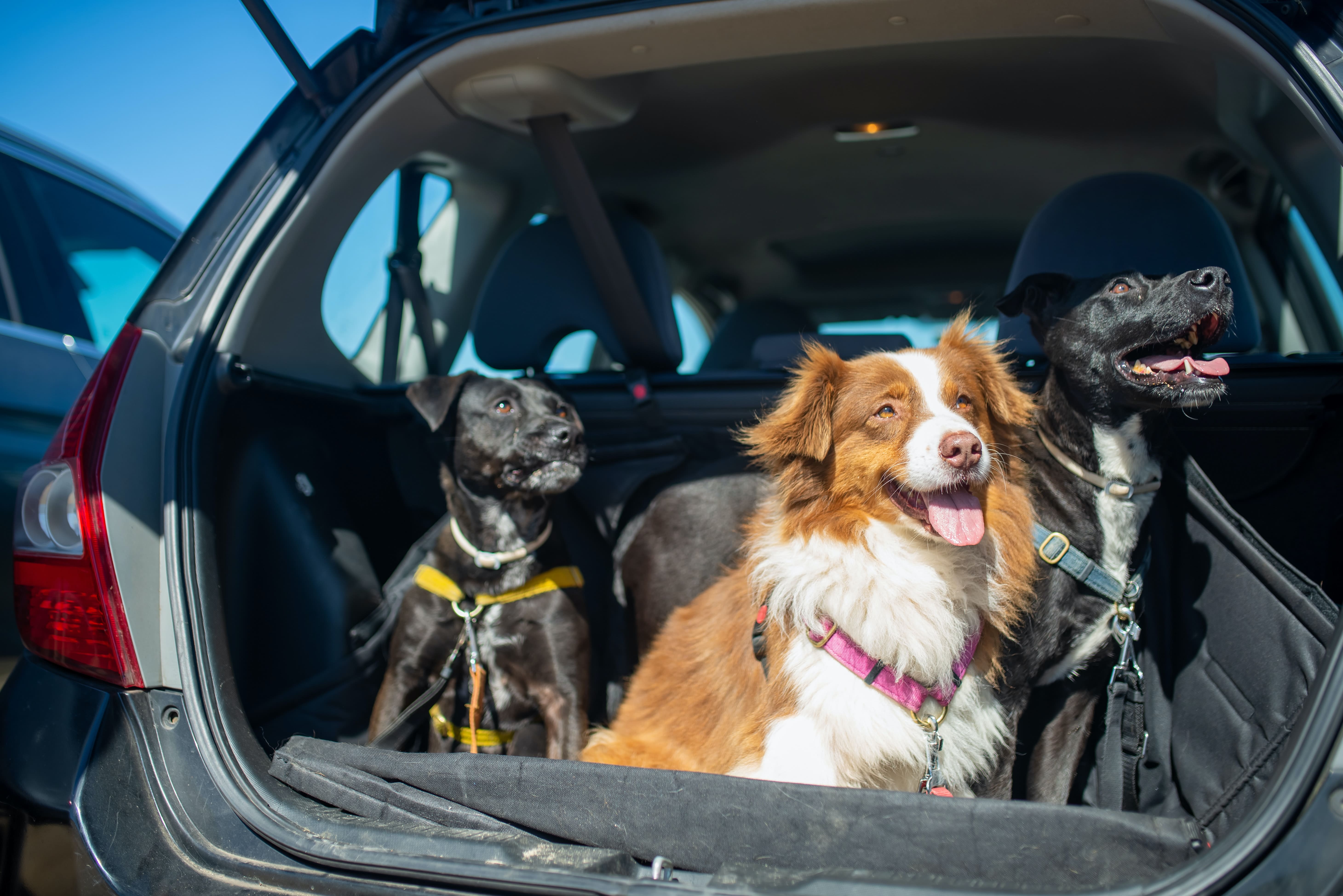 viajar con tu perro en coche
